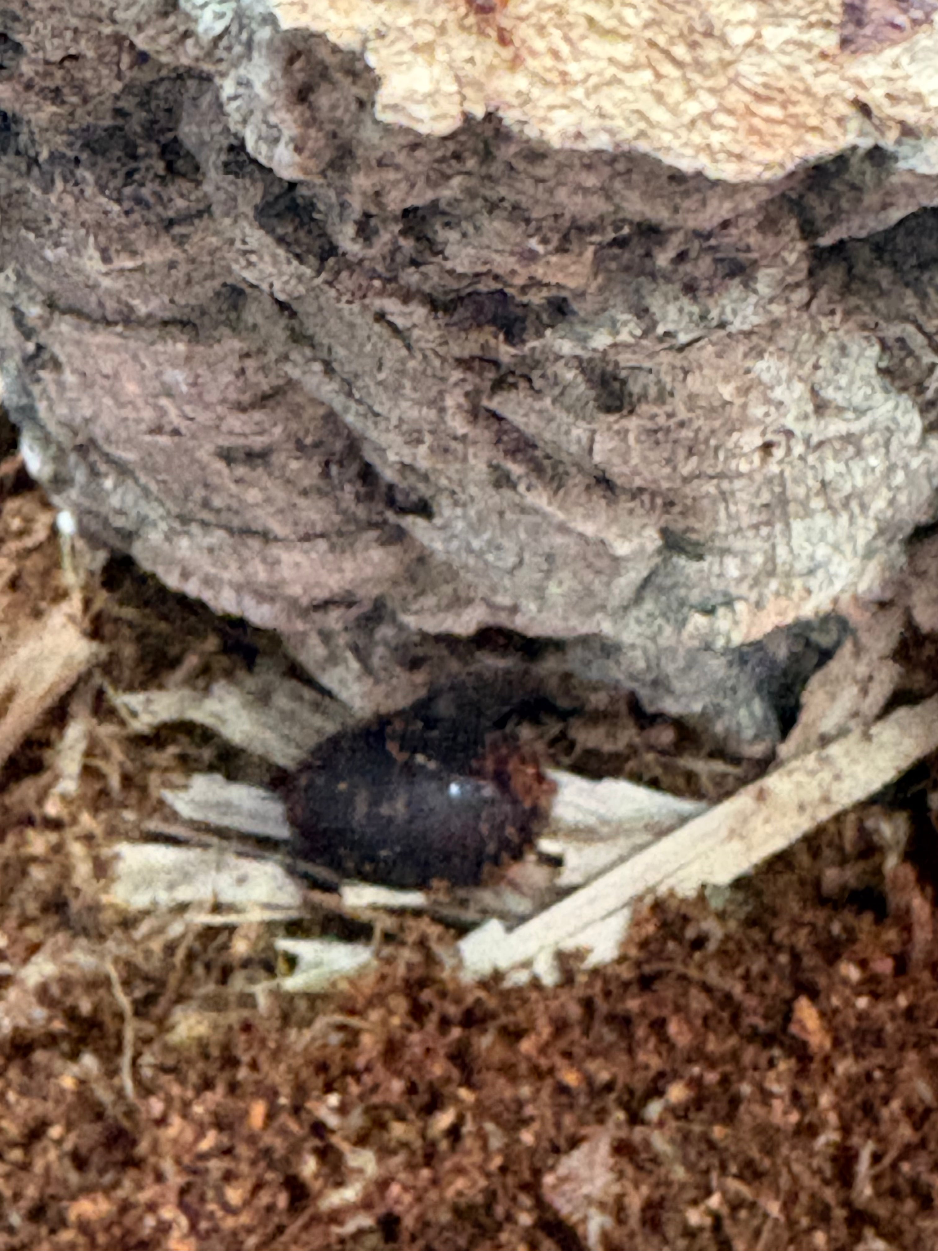 Therea Bernhardti / Domino Roach – Jim’s roaches